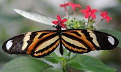 Foto de la galería: El Parque Temático de La Cruz, un lugar ideal para visitar en Semana Santa