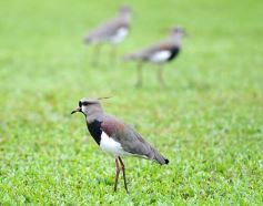 Foto de la galería: Agónica victoria de Crucero para estirar la buena racha de local
