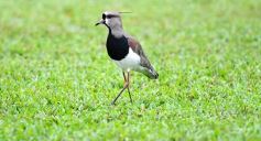 Foto de la galería: Agónica victoria de Crucero para estirar la buena racha de local