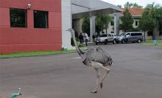 Foto de la galería: Encuentro binacional de gobernadores en Encarnación