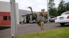 Foto de la galería: Encuentro binacional de gobernadores en Encarnación
