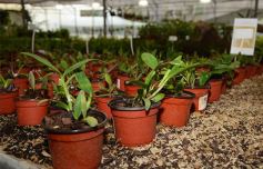 Foto de la galería: Misiones transferirá biotecnología vegetal a Córdoba