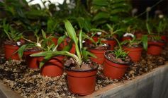 Foto de la galería: Misiones transferirá biotecnología vegetal a Córdoba