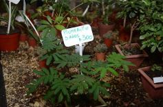 Foto de la galería: Misiones transferirá biotecnología vegetal a Córdoba