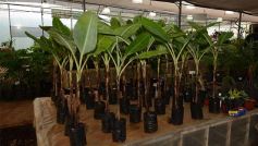 Foto de la galería: Misiones transferirá biotecnología vegetal a Córdoba