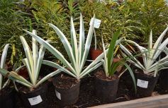 Foto de la galería: Misiones transferirá biotecnología vegetal a Córdoba