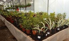 Foto de la galería: Misiones transferirá biotecnología vegetal a Córdoba