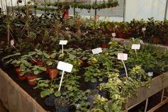 Foto de la galería: Misiones transferirá biotecnología vegetal a Córdoba