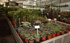Foto de la galería: Misiones transferirá biotecnología vegetal a Córdoba