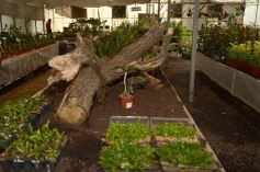 Foto de la galería: Misiones transferirá biotecnología vegetal a Córdoba