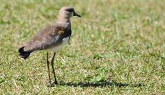 Foto de la galería: Intensa actividad en el Tacurú con el tradicional Campeonato de Golf del Club