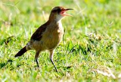 Foto de la galería: Guaraní encaró sus primeros amistosos de pretemporada ante Mojomi