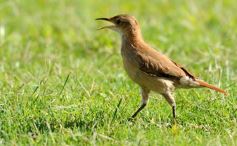 Foto de la galería: Guaraní encaró sus primeros amistosos de pretemporada ante Mojomi