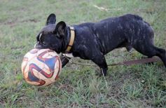 Foto de la galería: Lomas demolió a Carayá por 75 a 5
