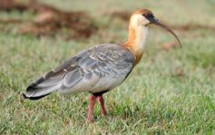Foto de la galería: Exitoso Torneo de Golf California Supermercados
