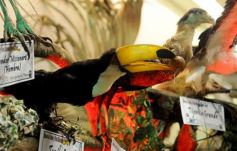 Foto de la galería: Legislatura: aprueban norma para mejorar la actividad de los oleros en Misiones