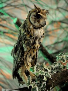 Foto de la galería: Legislatura: aprueban norma para mejorar la actividad de los oleros en Misiones