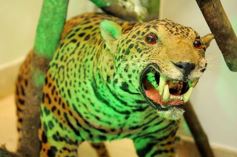 Foto de la galería: Legislatura: aprueban norma para mejorar la actividad de los oleros en Misiones