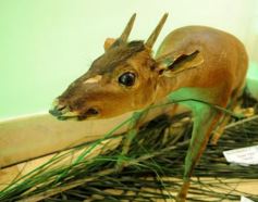 Foto de la galería: Legislatura: aprueban norma para mejorar la actividad de los oleros en Misiones