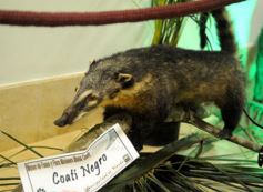 Foto de la galería: Legislatura: aprueban norma para mejorar la actividad de los oleros en Misiones