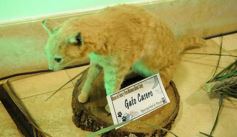 Foto de la galería: Legislatura: aprueban norma para mejorar la actividad de los oleros en Misiones