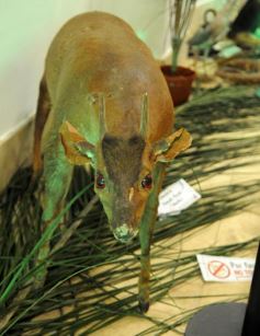Foto de la galería: Legislatura: aprueban norma para mejorar la actividad de los oleros en Misiones