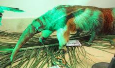 Foto de la galería: Legislatura: aprueban norma para mejorar la actividad de los oleros en Misiones