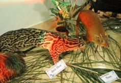 Foto de la galería: Legislatura: aprueban norma para mejorar la actividad de los oleros en Misiones