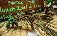 Foto de la galería: Legislatura: aprueban norma para mejorar la actividad de los oleros en Misiones