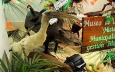 Foto de la galería: Legislatura: aprueban norma para mejorar la actividad de los oleros en Misiones