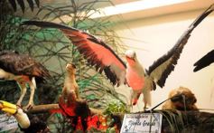 Foto de la galería: Legislatura: aprueban norma para mejorar la actividad de los oleros en Misiones