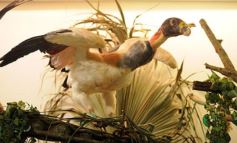 Foto de la galería: Legislatura: aprueban norma para mejorar la actividad de los oleros en Misiones