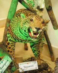 Foto de la galería: Legislatura: aprueban norma para mejorar la actividad de los oleros en Misiones