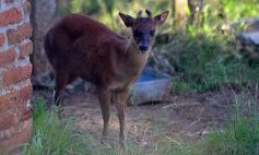 Foto de la galería: Recorrido por el Parque Ecológico El Puma de Candelaria