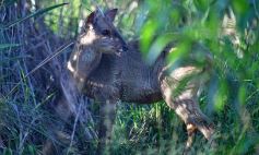 Foto de la galería: Recorrido por el Parque Ecológico El Puma de Candelaria