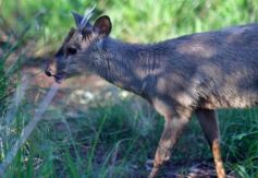 Foto de la galería: Recorrido por el Parque Ecológico El Puma de Candelaria