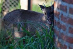 Foto de la galería: Recorrido por el Parque Ecológico El Puma de Candelaria