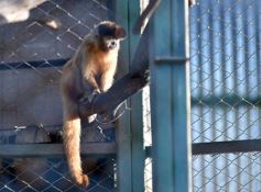 Foto de la galería: Recorrido por el Parque Ecológico El Puma de Candelaria