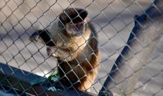 Foto de la galería: Recorrido por el Parque Ecológico El Puma de Candelaria