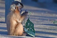 Foto de la galería: Recorrido por el Parque Ecológico El Puma de Candelaria
