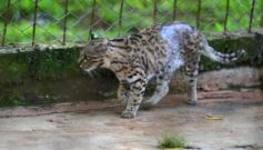 Foto de la galería: Recorrido por el Parque Ecológico El Puma de Candelaria