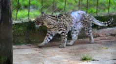 Foto de la galería: Recorrido por el Parque Ecológico El Puma de Candelaria
