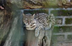 Foto de la galería: Recorrido por el Parque Ecológico El Puma de Candelaria