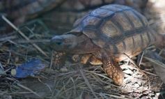 Foto de la galería: Recorrido por el Parque Ecológico El Puma de Candelaria