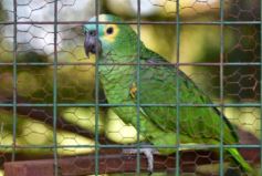 Foto de la galería: Recorrido por el Parque Ecológico El Puma de Candelaria