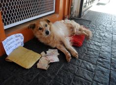 Foto de la galería: Postales de Posadas y su gente maravillosa