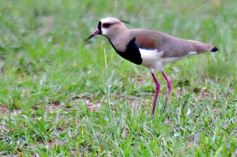 Foto de la galería: Centro cayó sin atenuantes ante San Patricio