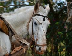Foto de la galería: Niños del Hogar de Día disfrutaron de una jornada en Pueblo Chico con el vicegobernador Herrera Ahuad