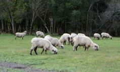 Foto de la galería: Cabaña La Armonía, cría ovina y cocina artesanal en un entorno natural maravilloso