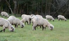 Foto de la galería: Cabaña La Armonía, cría ovina y cocina artesanal en un entorno natural maravilloso